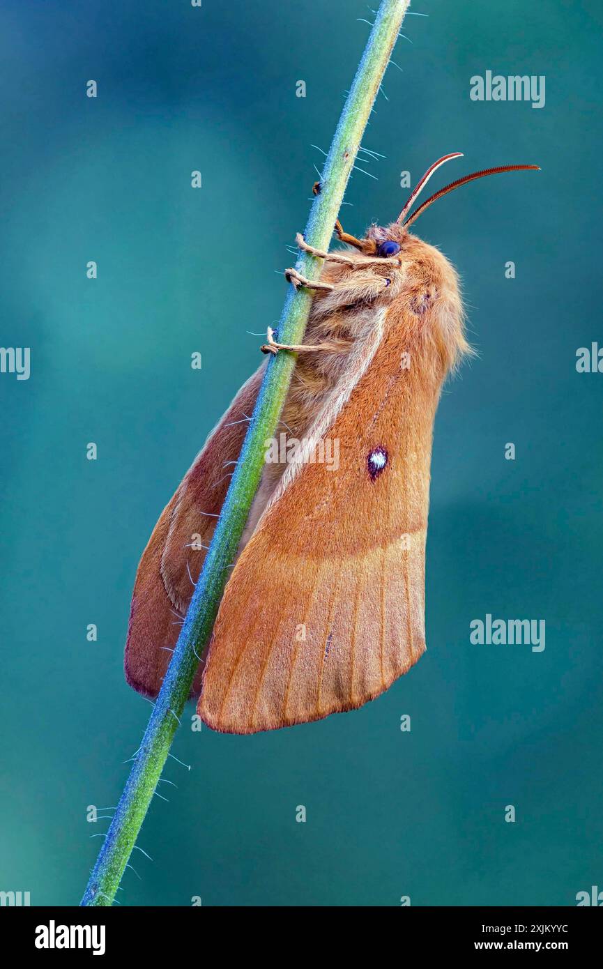 merluzzo di quercia (Lasiocampa quercus), galline, falena, falena, farfalla, insetto, Foresta Nera, regione di Feldberg, Baden-Wuerttemberg, Germania Foto Stock