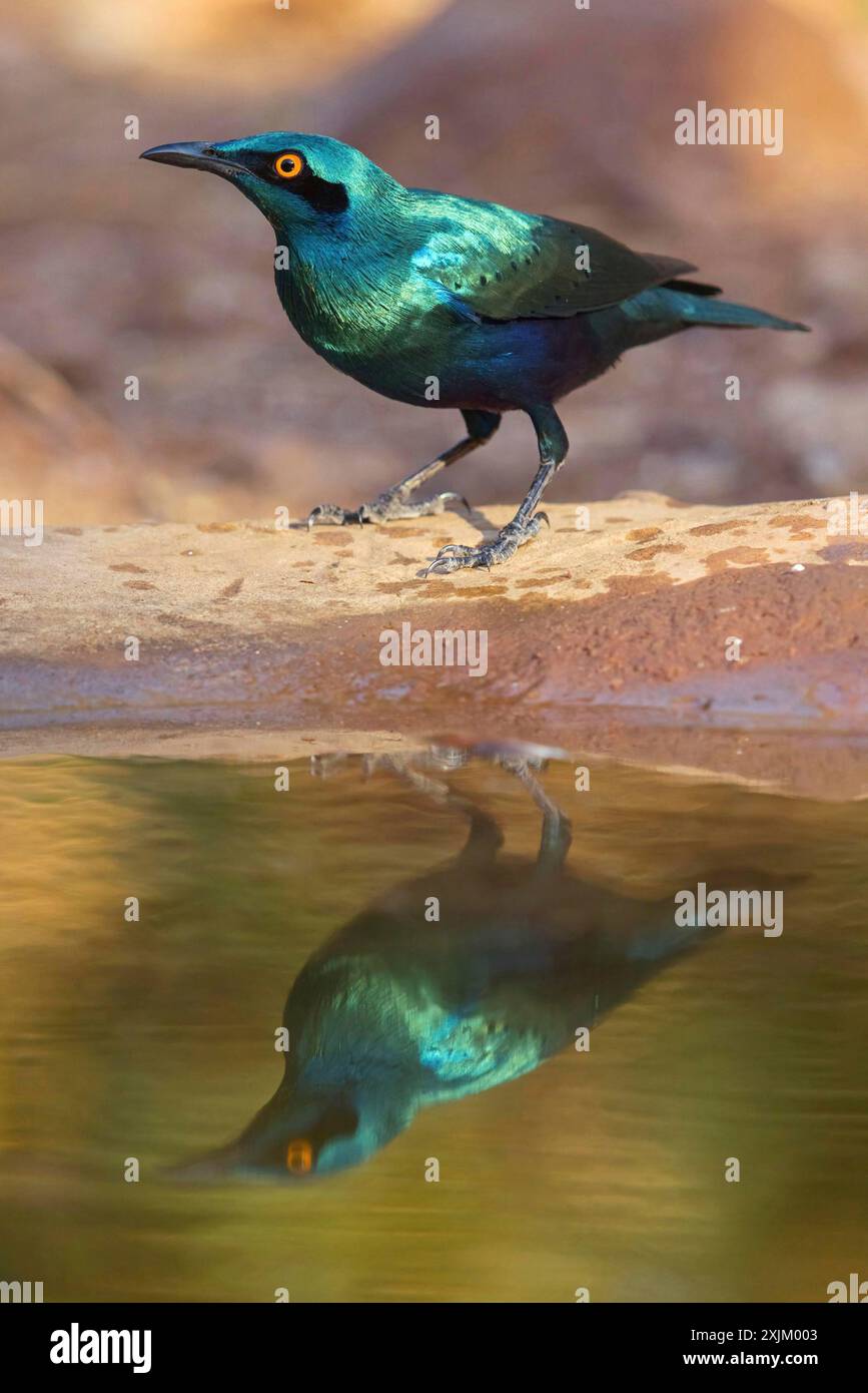 starling dalle orecchie blu (Lamprotornis chloropterus), campo di Tendaba / Tendaba Photo Hidd, Kwinella, South Bank, Gambia Foto Stock