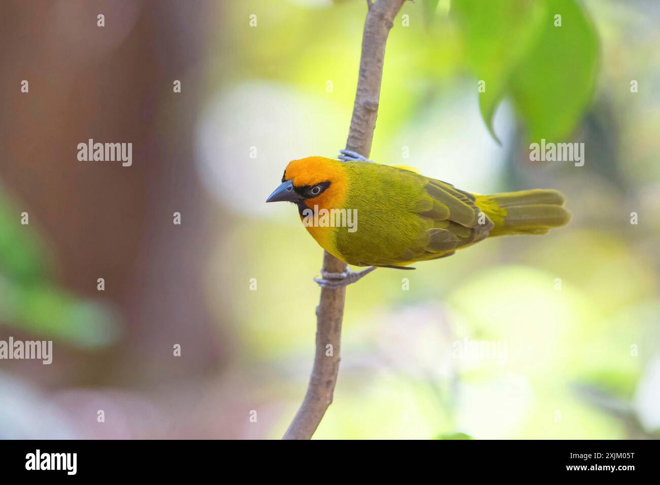 tessitore dal collo nero (Ploceus nigricollis), foresta di Gunjur / Gunjur Photo Hidd, Gunjur, South Bank, Gambia Foto Stock