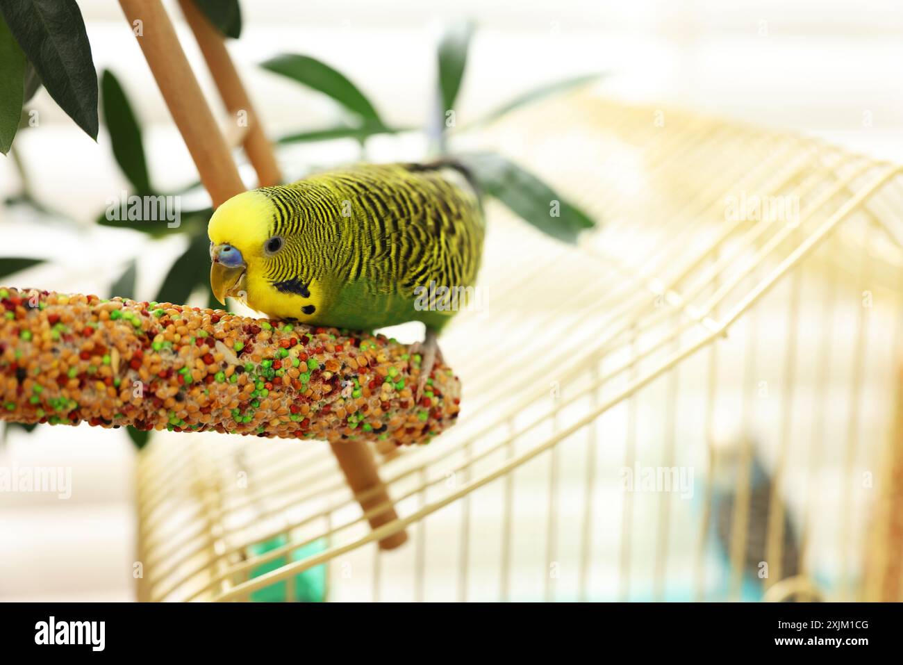 Pappagallo per animali domestici. Bellissimo budgerigar che mangia uccelli su una scala decorativa all'interno Foto Stock