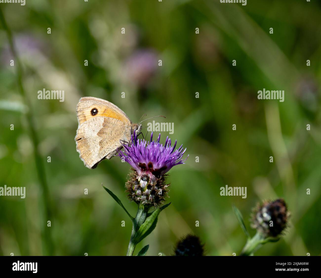 Farfalla guardiana (Pyronia tithonia) su un fiore di Knapweed, Warwickshire, Regno Unito Foto Stock