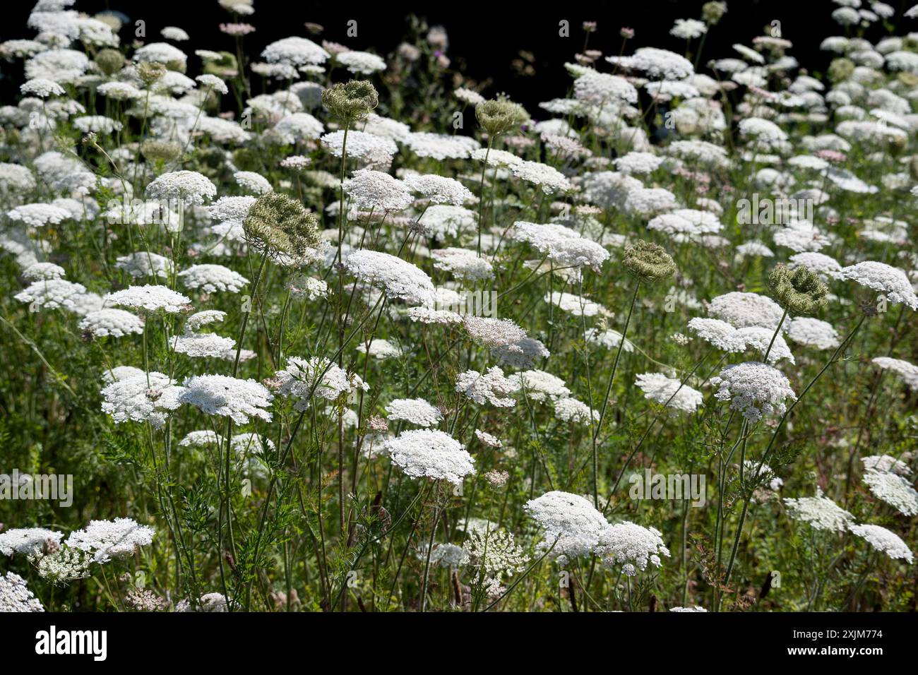 Carota selvatica (carota Daucus) fiori in estate, Warwickshire, Regno Unito Foto Stock