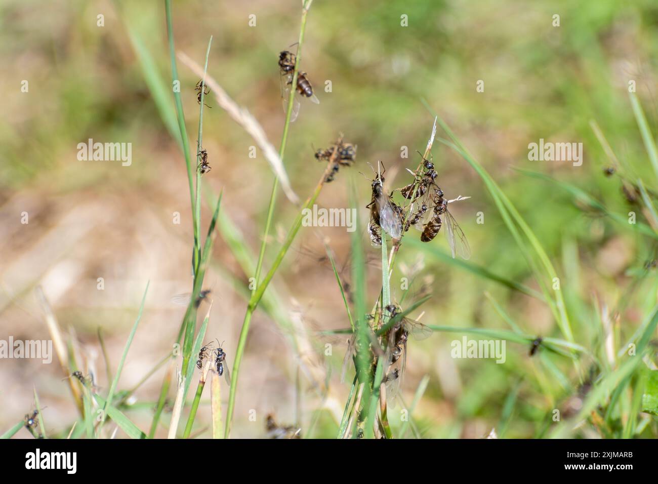 Formiche volanti nel luglio 2024 in una calda giornata estiva, formiche volanti in un giardino, Inghilterra, Regno Unito Foto Stock