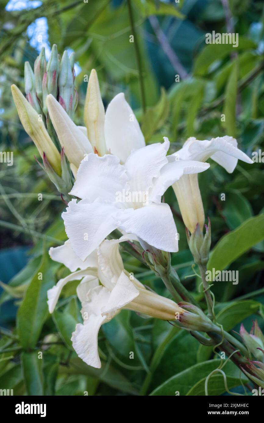 Gelsomino cileno (Mandevilla laxa), Apocynaceae. arbusto di vite decidue, pianta ornamentale, fiore bianco. Foto Stock