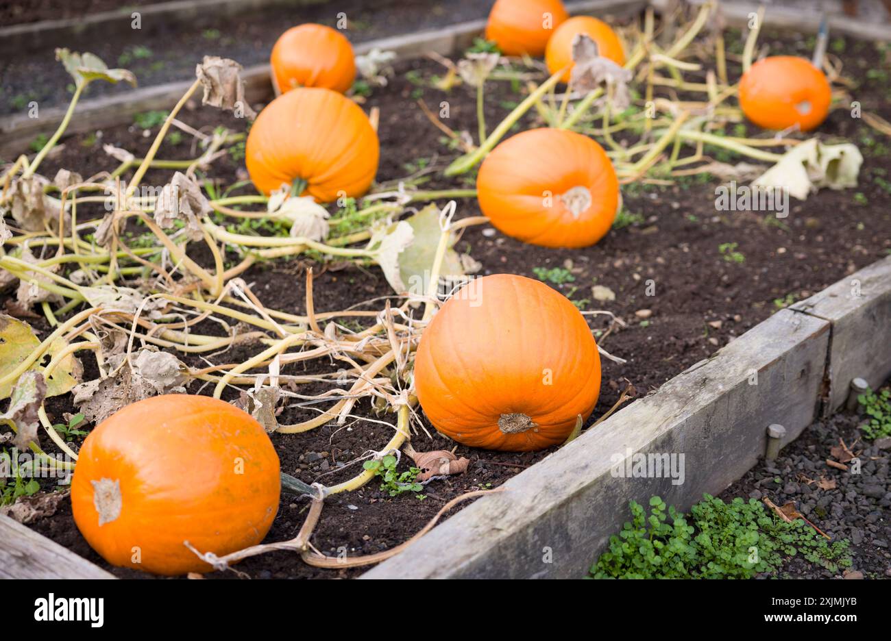 Zucche che crescono in un letto rialzato in un orto in autunno, Regno Unito Foto Stock