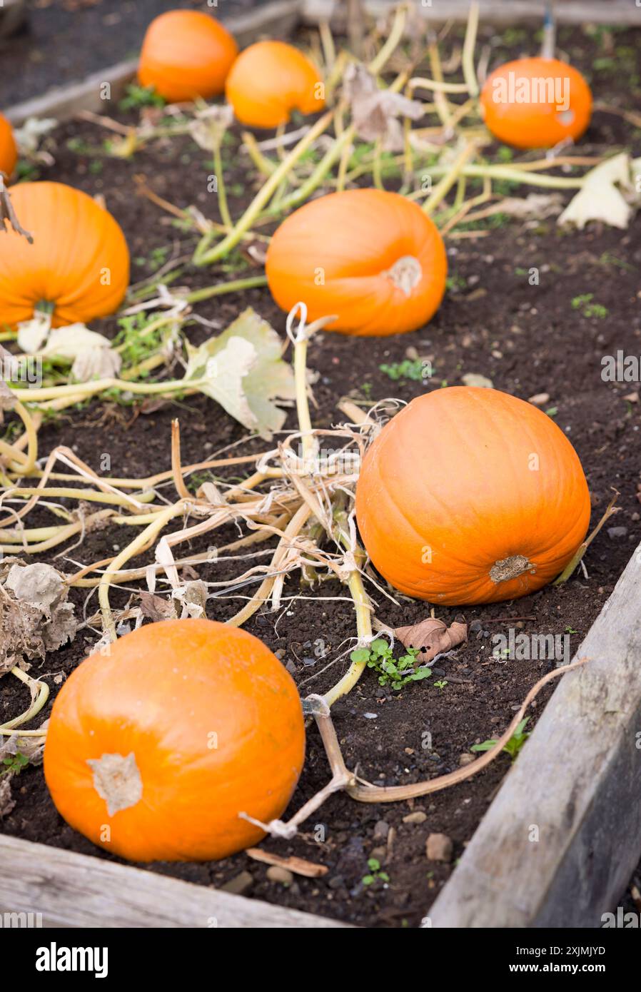 Zucche che crescono in un letto rialzato in un orto in autunno, Regno Unito Foto Stock