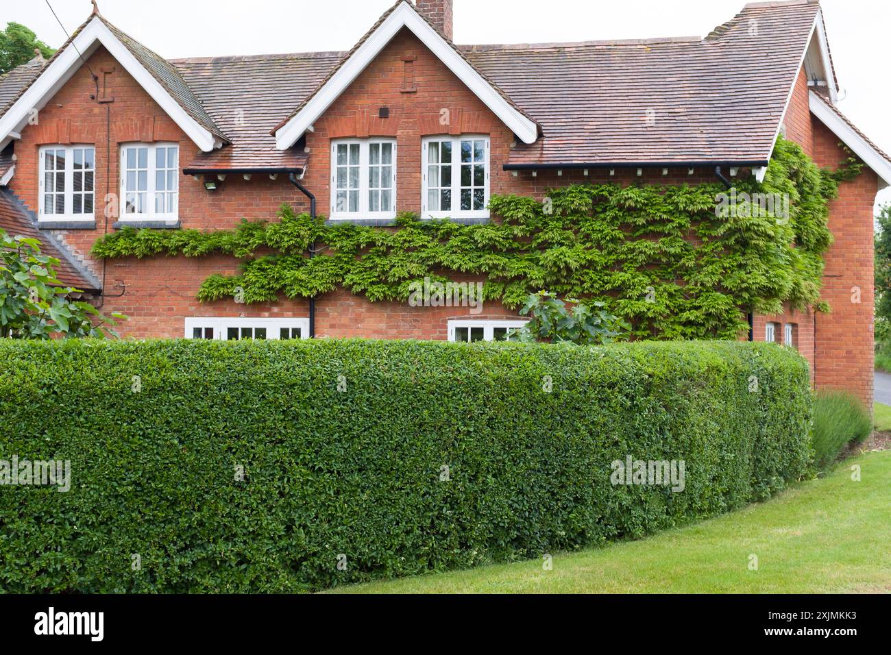 Siepe da giardino rifilata, privet selvatico (ligustrum vulgare) fuori da una casa britannica Foto Stock