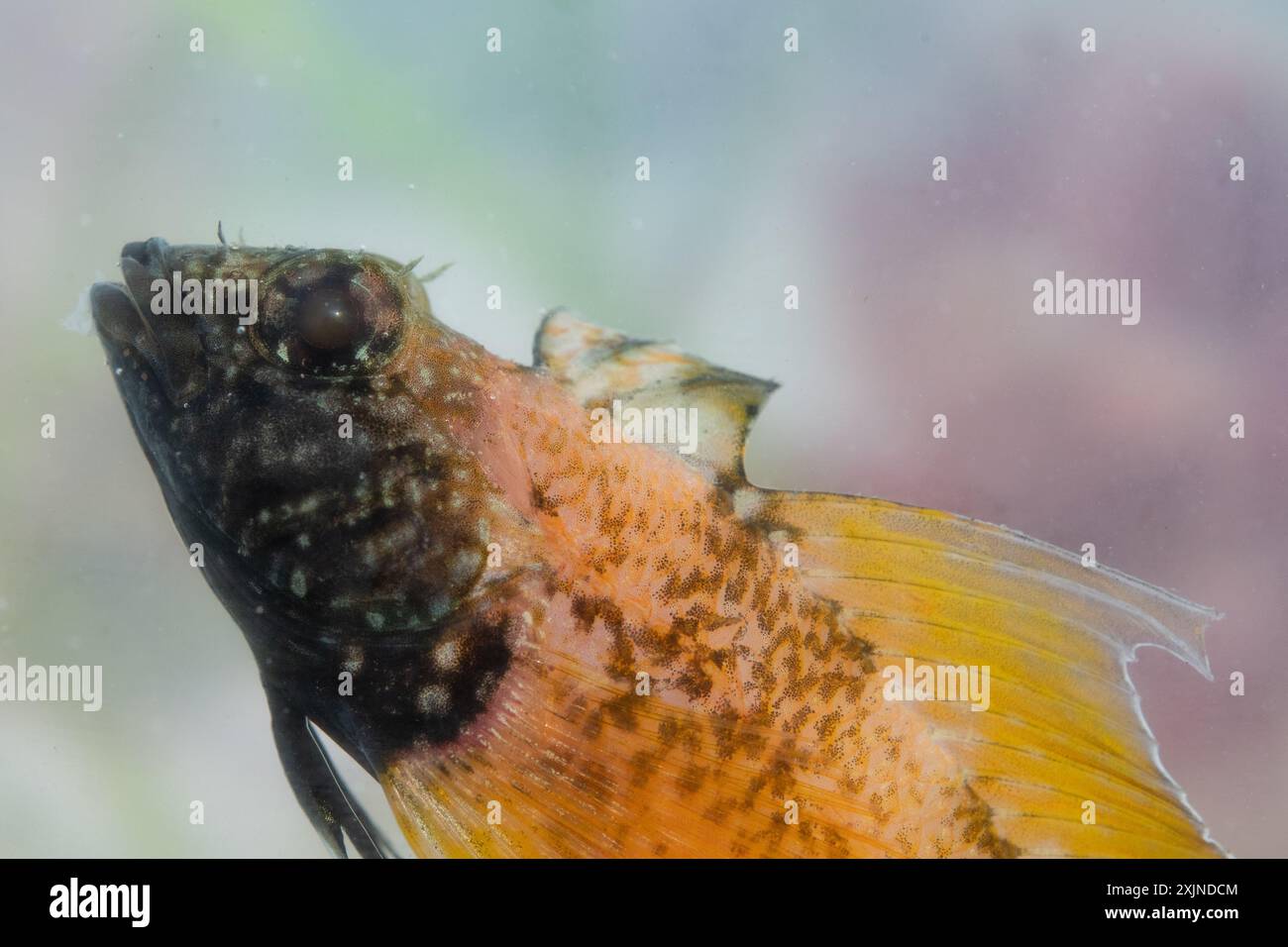 maschio blenny di colore nero Foto Stock