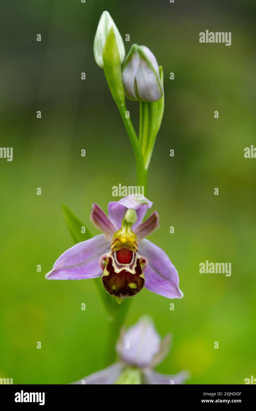 orchidea delle api nel nottinghamshire Foto Stock