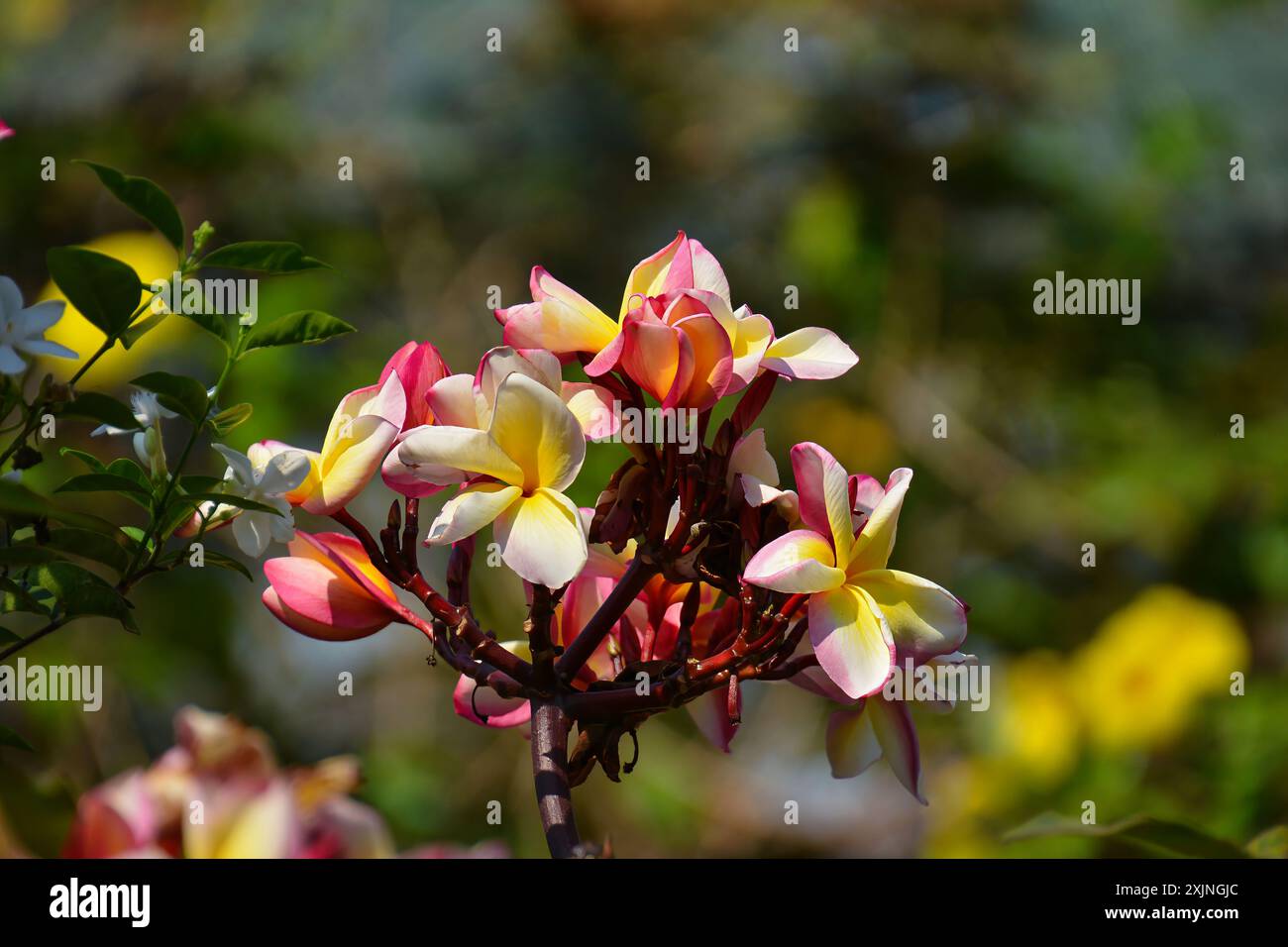 Un bellissimo grappolo di fiori di Frangipani rosa e gialli in fiore (Plumeria rubra) in un giardino tropicale, Cambogia Foto Stock