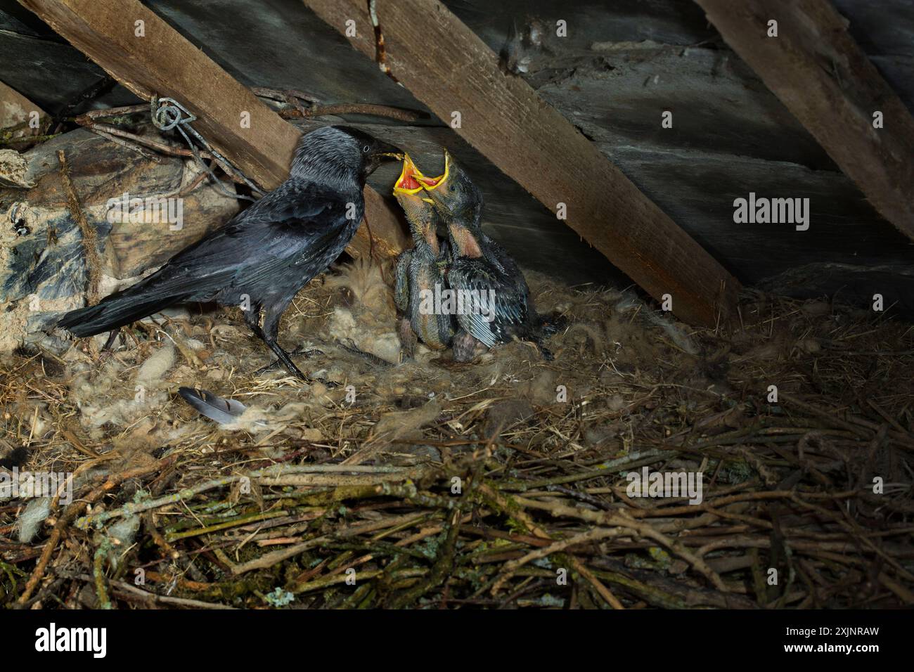 Jackdaw nidificato nell'attico del Regno Unito Foto Stock