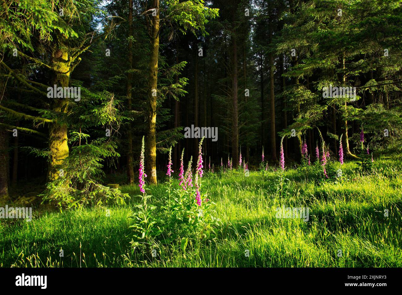 Fernwothy Forest, Devon, Regno Unito Foto Stock