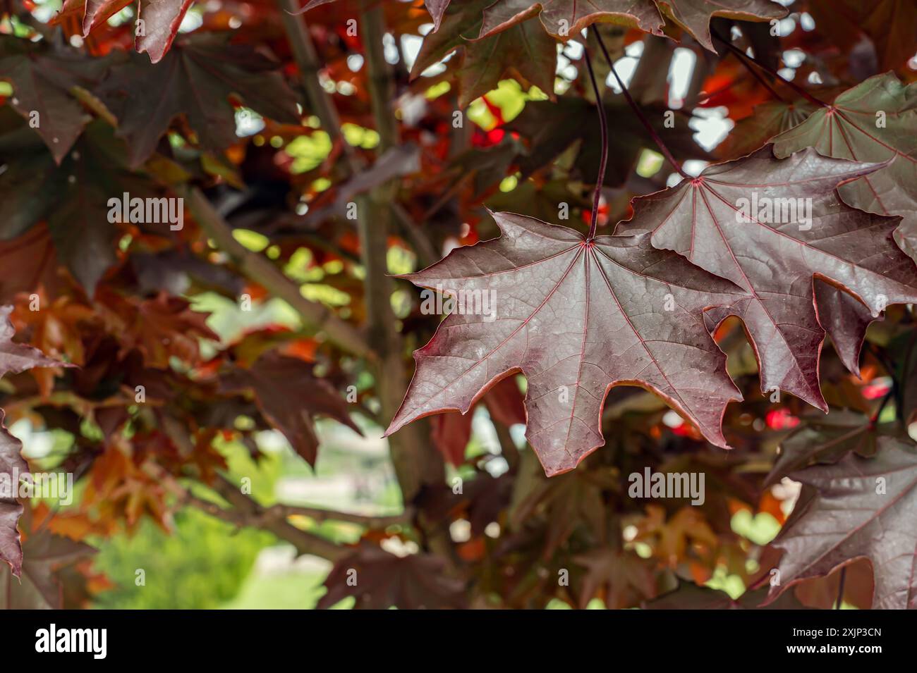 Acer freemani Autumn Blaze. Acero Freeman all'inizio della primavera. L'acero di Friedman è un ibrido di acero rosso e abete rosso da zucchero. Albero per giardini e parchi Foto Stock