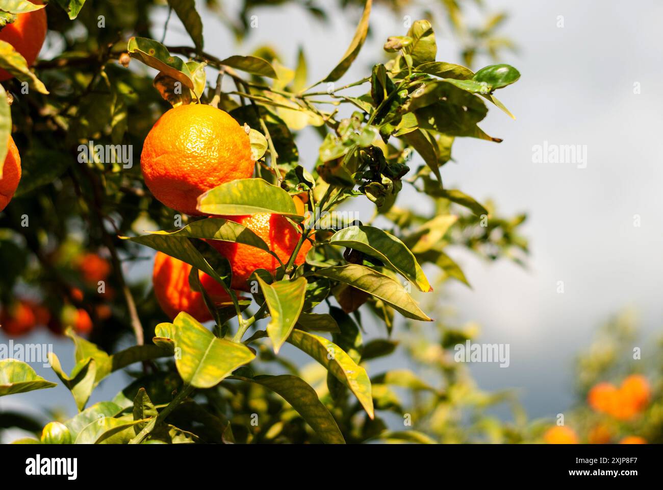 Albero con frutti maturi di arance sullo sfondo del cielo tempestoso in Turchia. Frutta matura alla luce del tramonto. Tempo di raccolta. Maturazione di agrumi biologici Foto Stock