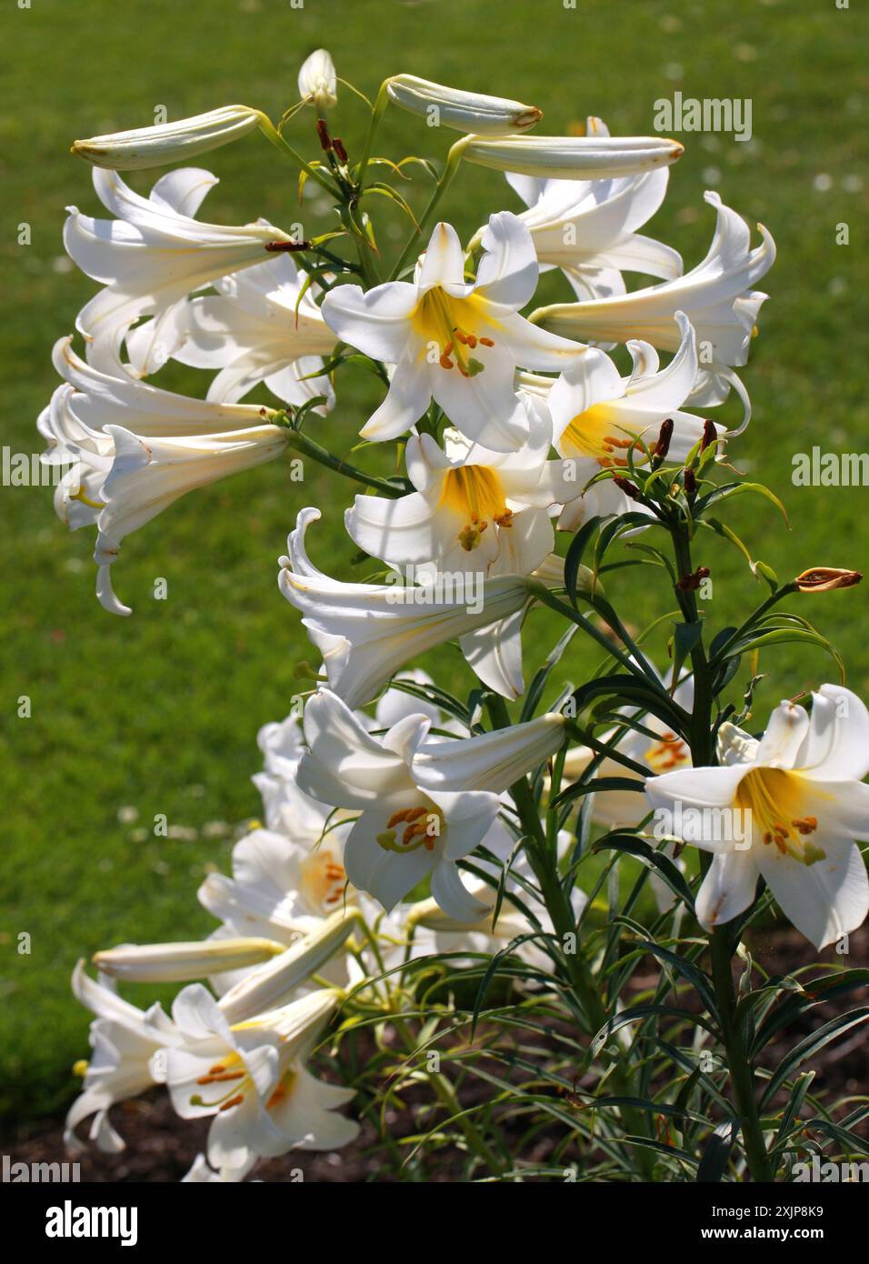 Gigli pasquali, Lilium longiflorum, Liliaceae. REGNO UNITO. Una specie di pianta endemica sia di Taiwan che delle isole Ryukyu (Giappone). Foto Stock