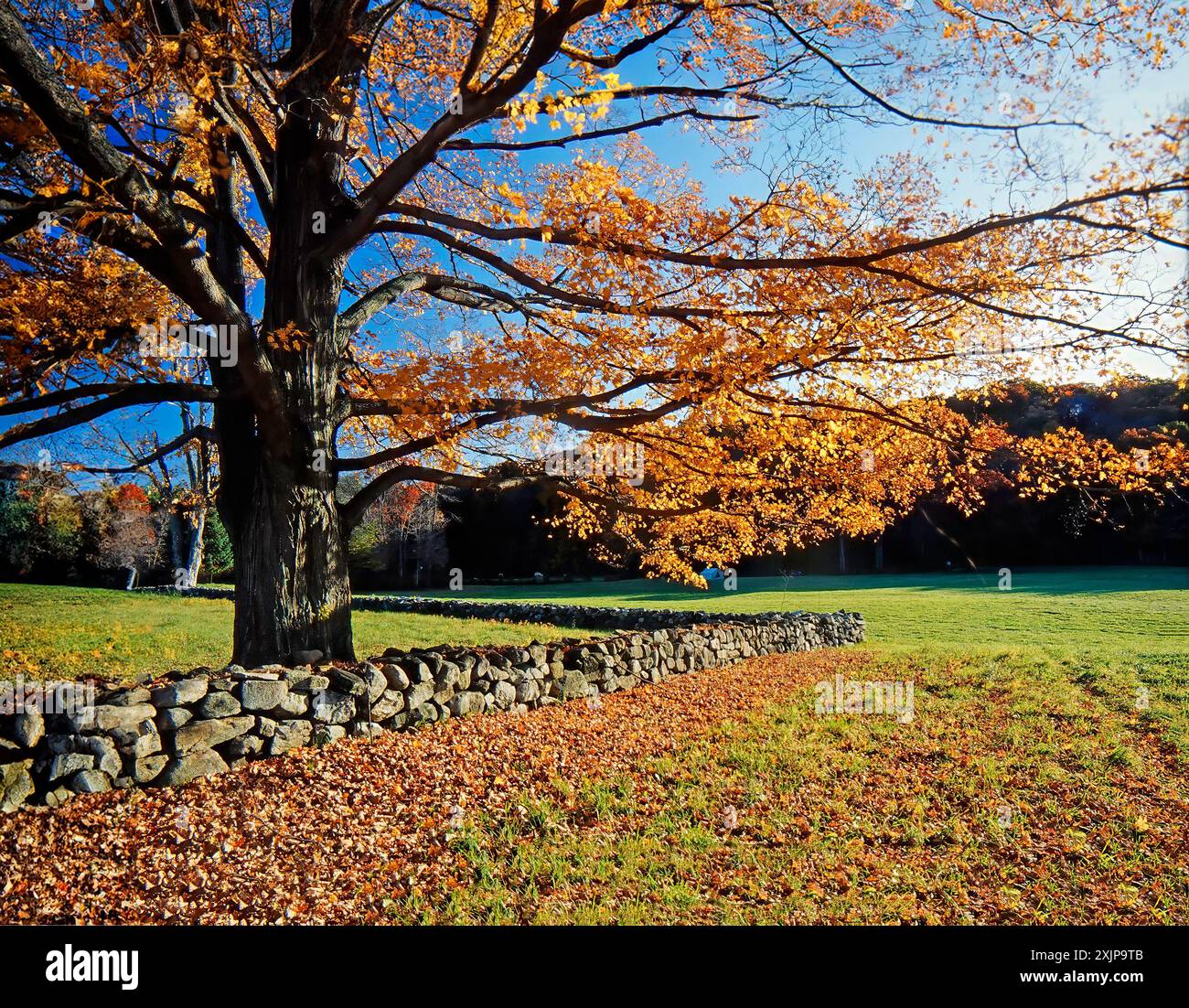La scena autunnale con un grande albero con foglie di giallo e arancio vibranti si erge di fronte a un muro di pietra. I rami dell'albero si estendono oltre il muro, create Foto Stock