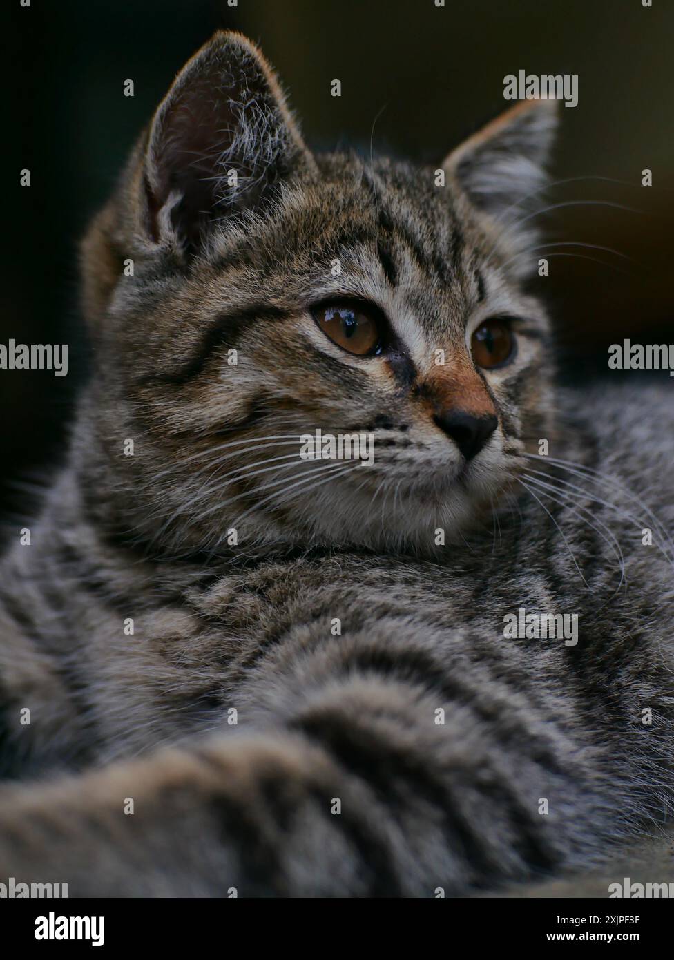 espressione facciale di un gatto con pelliccia a righe con effetto sfondo sfocato dall'obiettivo Foto Stock