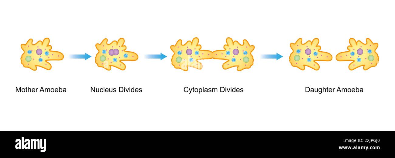 Fissione binaria ameba, illustrazione. Foto Stock