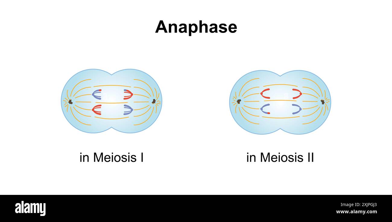 Anafase, illustrazione. Foto Stock