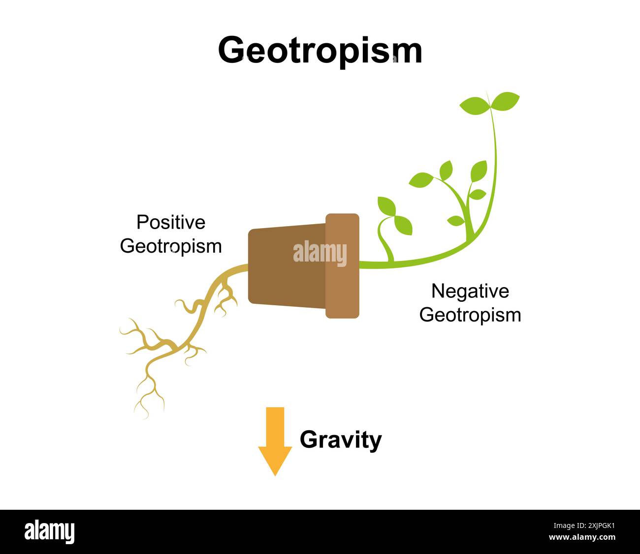 Meccanismo di Geotropismo, illustrazione. Foto Stock