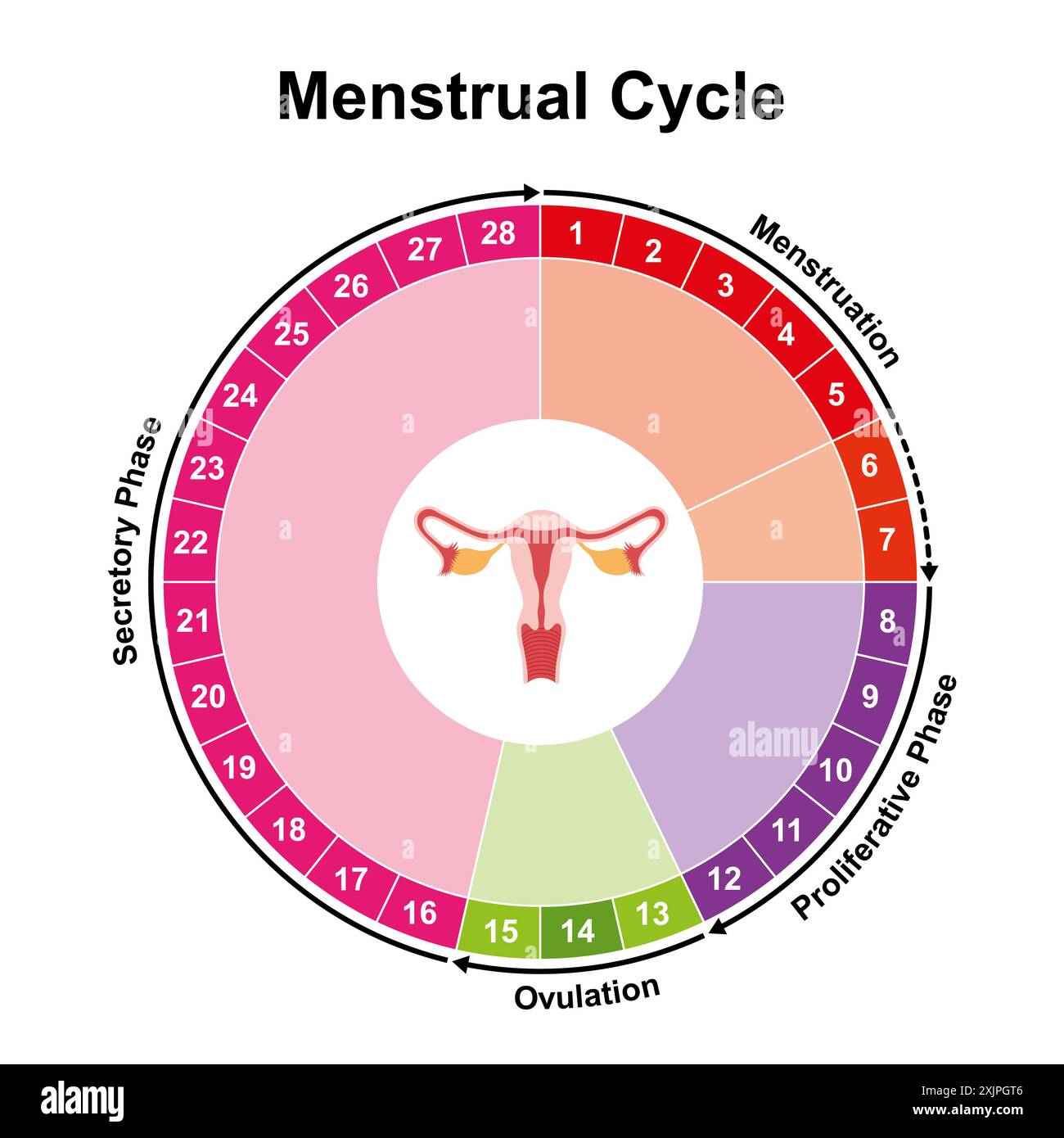 Ciclo mestruale, illustrazione. Foto Stock