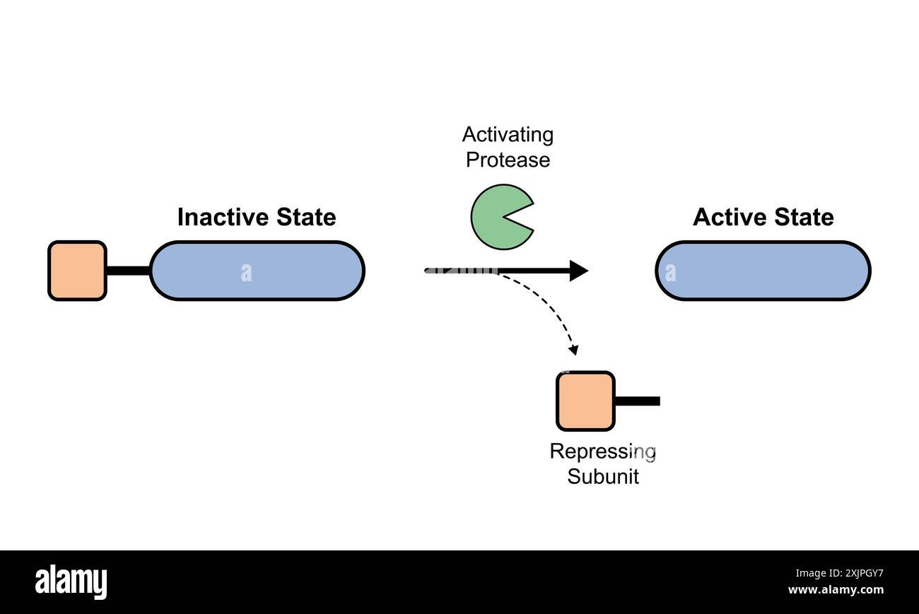 Attivazione dello zymogen, illustrazione. Foto Stock