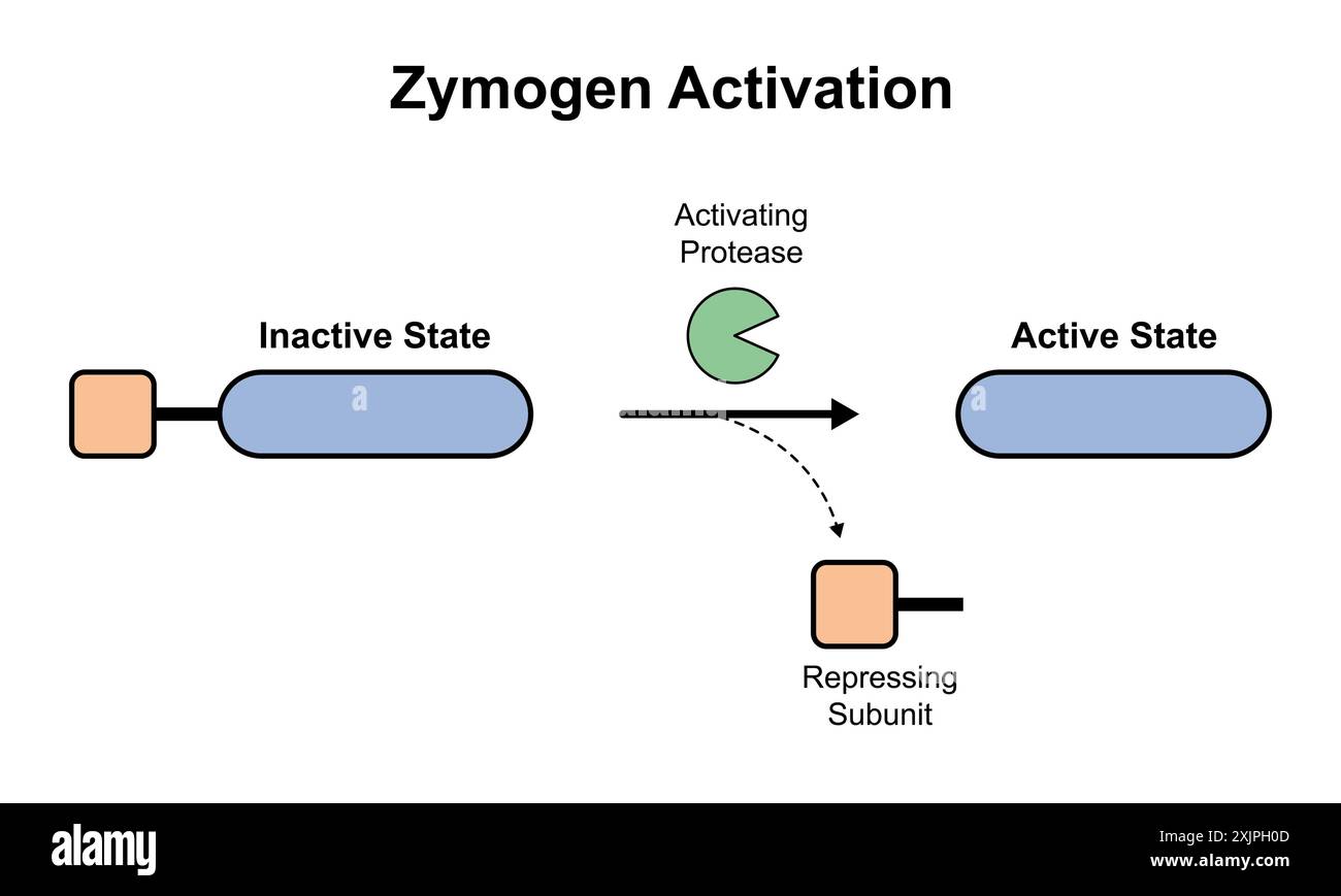 Attivazione dello zymogen, illustrazione. Foto Stock