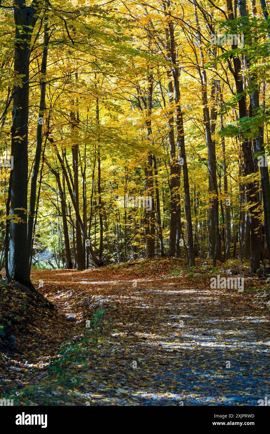 Sentiero forestale con fogliame autunnale nel Parco Nazionale del Mont-Saint-Bruno (Parc National du Mont-Saint-Bruno), gli aceri diventano rossi, gialli e arancioni in autunno. Foto Stock