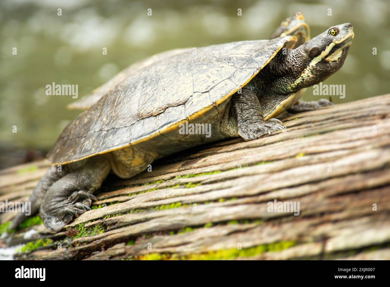 Emydura macquarii è una specie di tartaruga della famiglia Chelidae. Si tratta di una specie di vario genere che si trova in molti dei fiumi dell'est Foto Stock