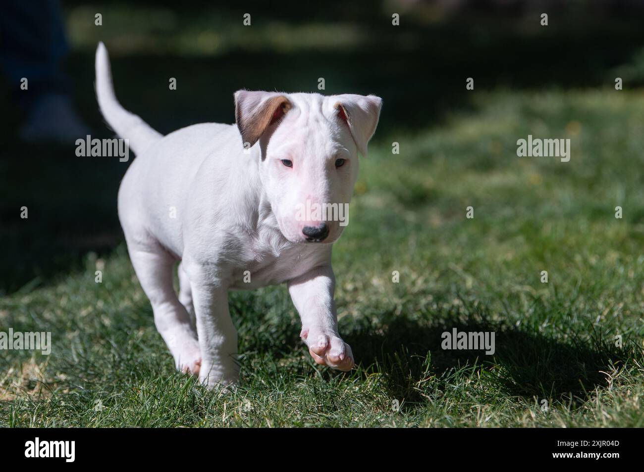 Cucciolo White Bull terrier che corre nell'erba con orecchie floppy Foto Stock