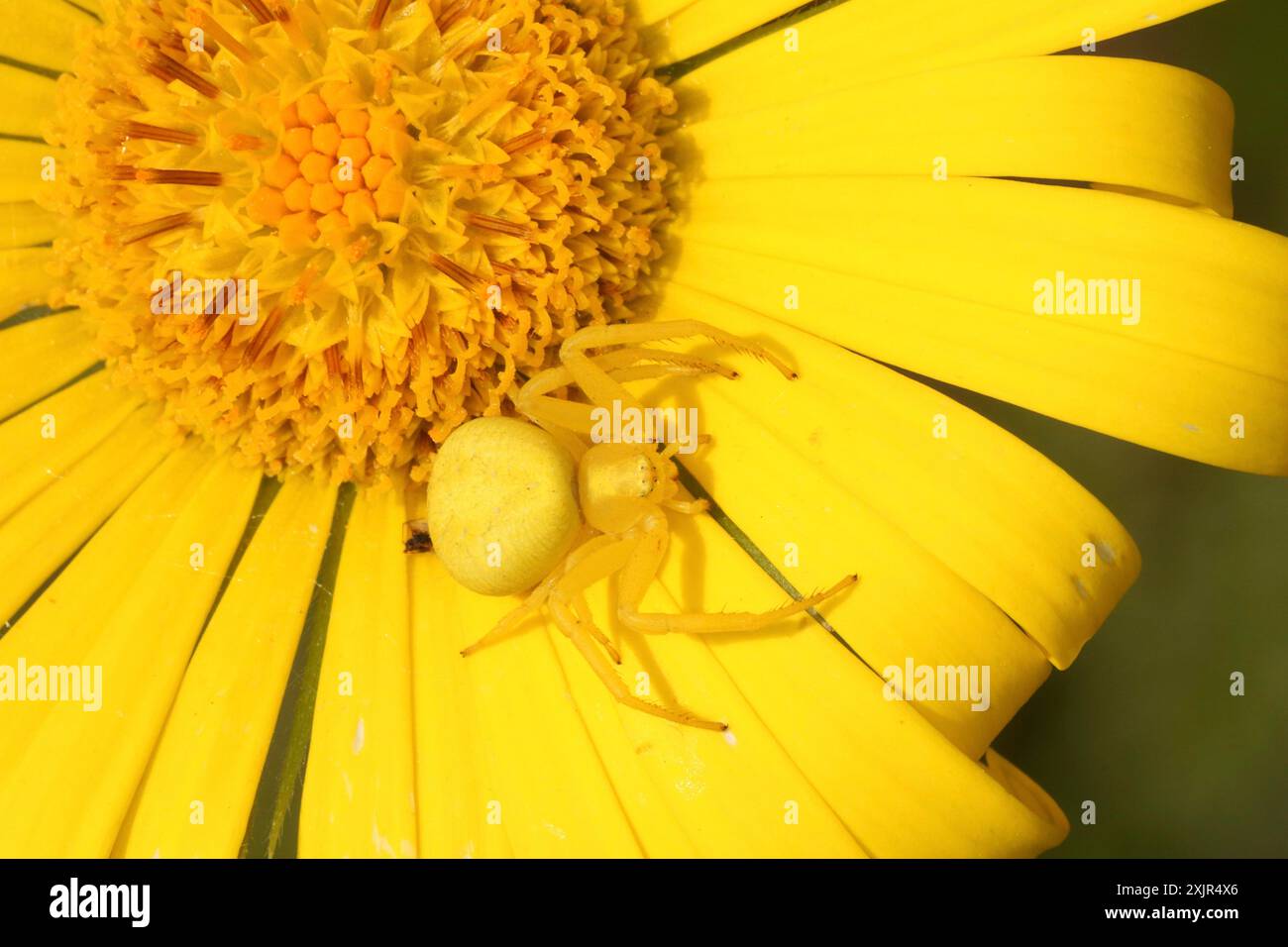 Ragno granchio d'oro, forma gialla su fiore giallo Foto Stock