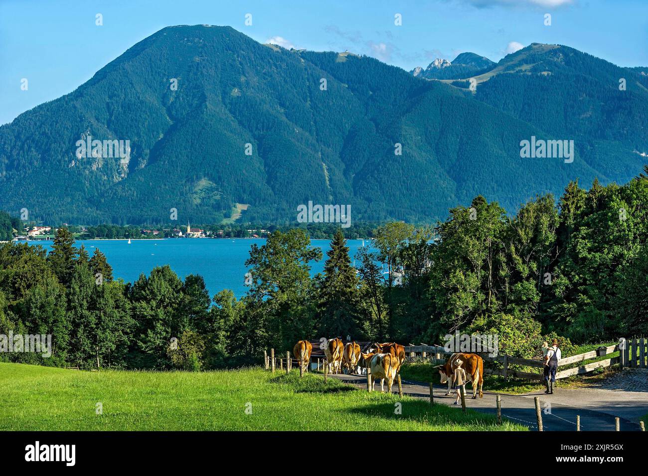Contadino che porta le mucche al pascolo, vista sul lago Tegernsee con Rottach-Egern e sulle montagne Wallberg, Risserkogel e Setzberg, sulle montagne Mangfall Foto Stock