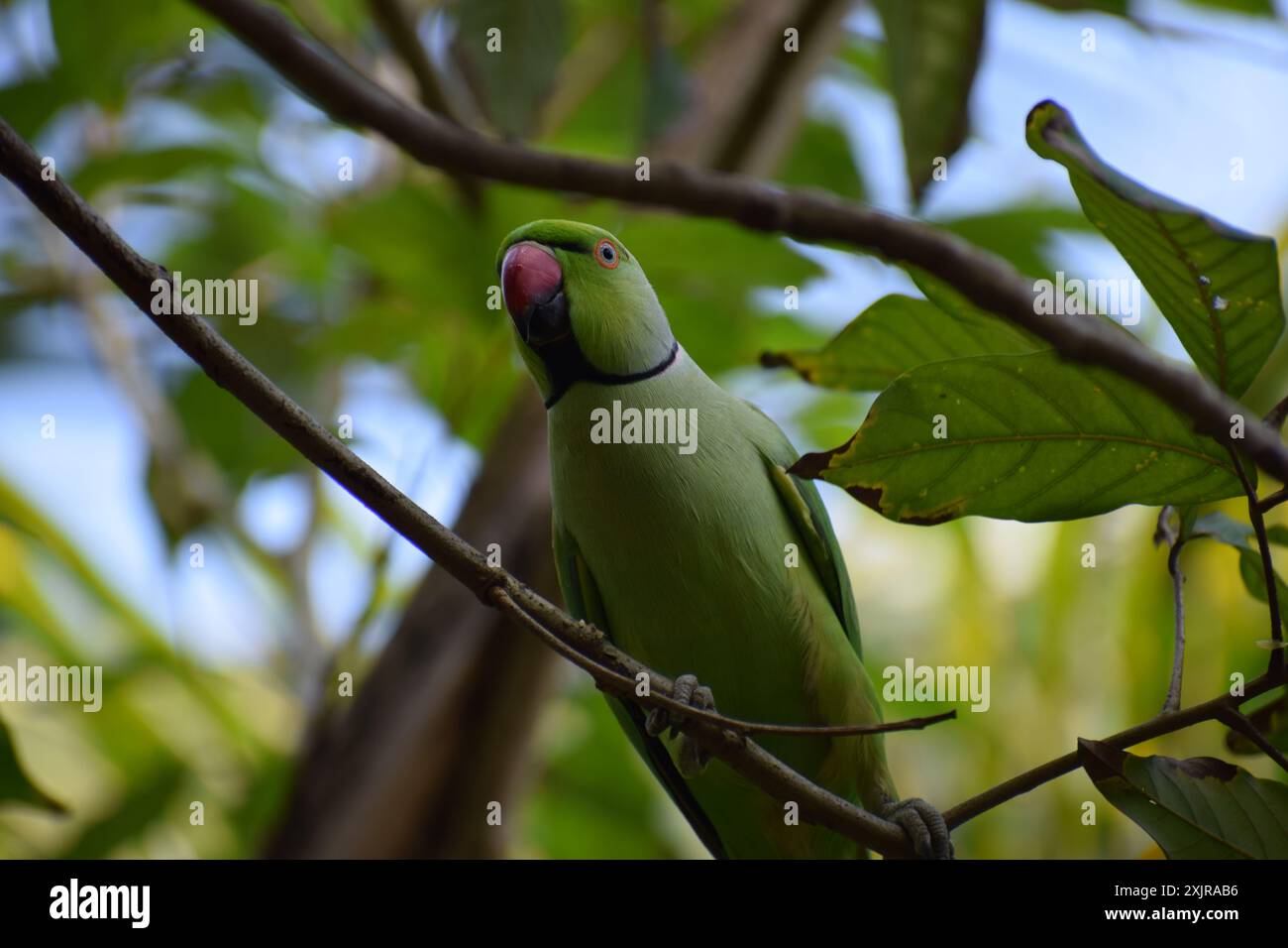 Pappagallo verde in natura verde Foto Stock