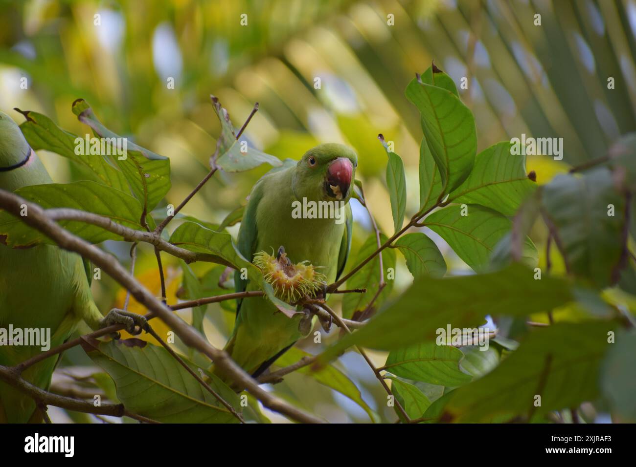 Pappagallo verde in natura verde Foto Stock