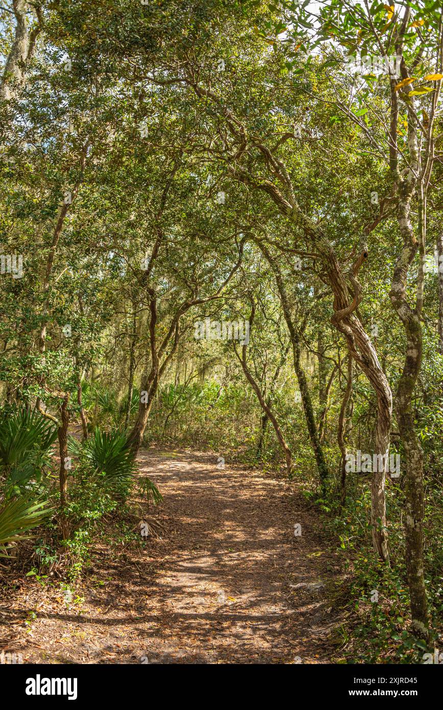 Baldacchino lungo il percorso Spanish Pond Loop Trail nella Theodore Roosevelt area nella riserva ecologica e storica di Timucuan vicino a Jacksonville, Florida. (USA) Foto Stock