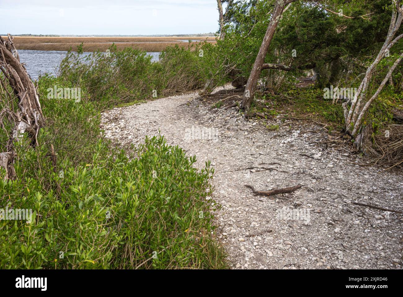 Percorso a metà strada per le conchiglie di ostriche nella riserva di Timucuan nella Theodore Roosevelt area lungo il fiume St. Johns vicino a Jacksonville, Florida. (USA) Foto Stock