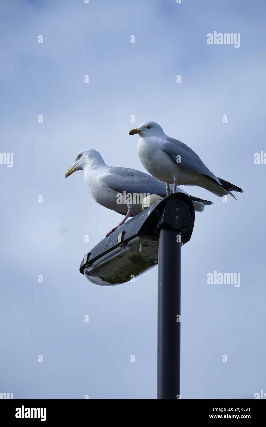 Un paio di gabbiani europei seduti in cima a un lampione Foto Stock