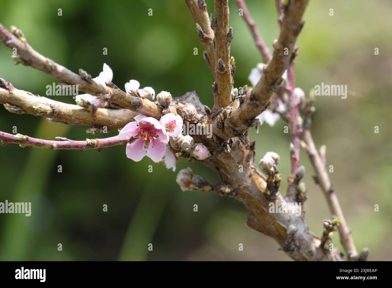 Fiore rosa sul giovane albero di Peach "Diamond" in primavera nel sud dell'Inghilterra Foto Stock