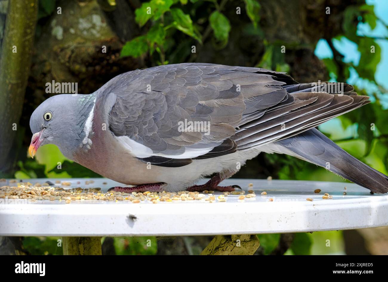 Piccione che mangia semi di uccello selvatico in cima a un tavolo da giardino bianco Foto Stock