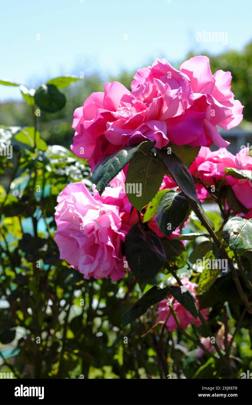 Rose rosa profonde in fiore in un giardino all'inglese Foto Stock