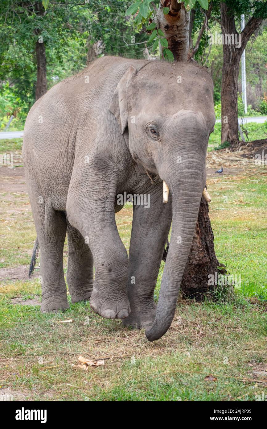 Elefanti e Mahout Foto Stock