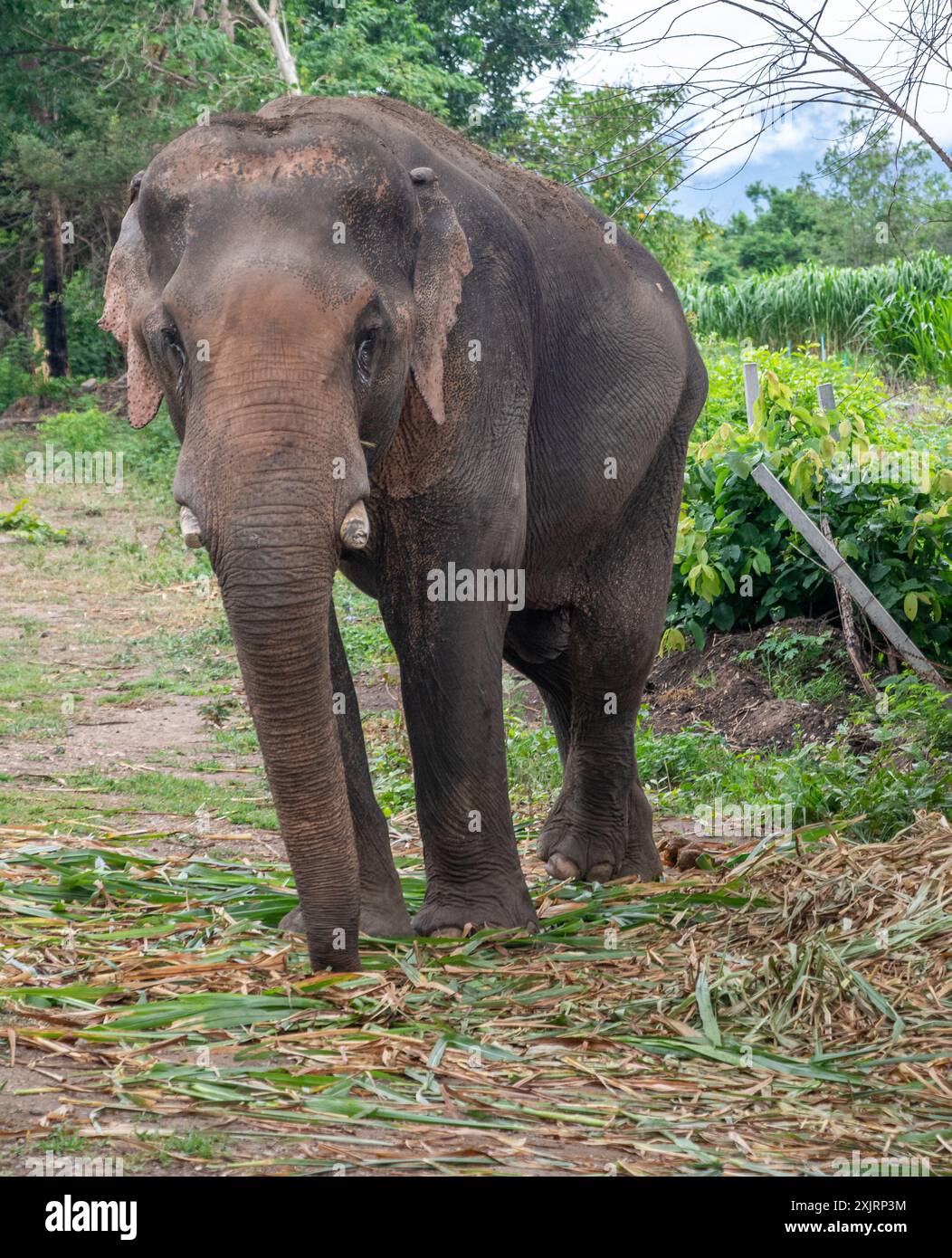 Elefanti e Mahout Foto Stock