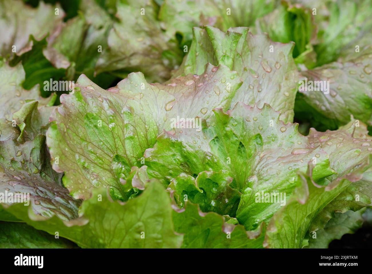 Insalata di lattuga piante che crescono in un orto rialzato che cresce nel letto, Regno Unito. Foto Stock