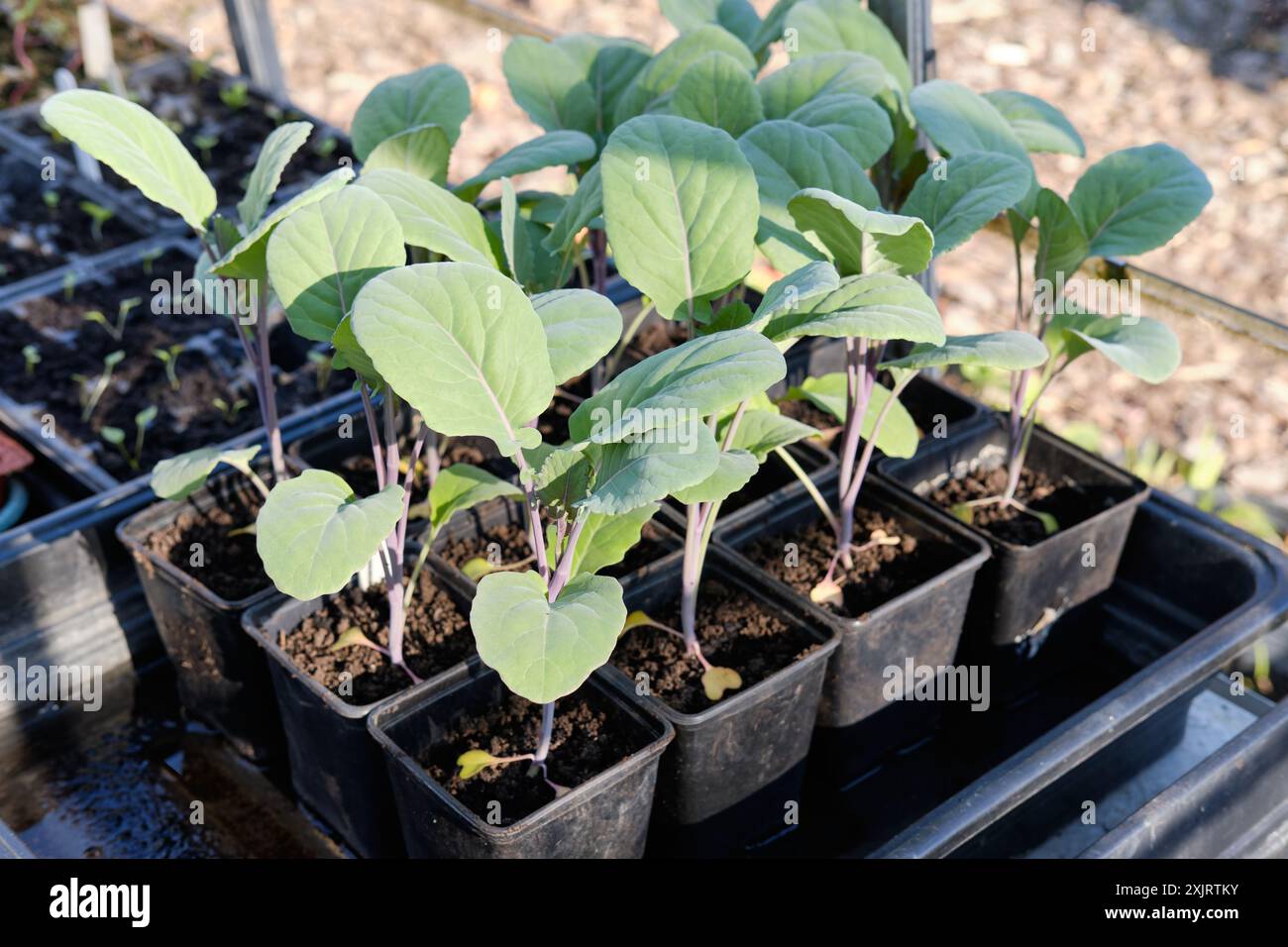 Giovani piante di broccoli viola che germogliano in vasi di plastica nera durante la messa in scena in una serra in un orto e frutteto, Regno Unito. Foto Stock