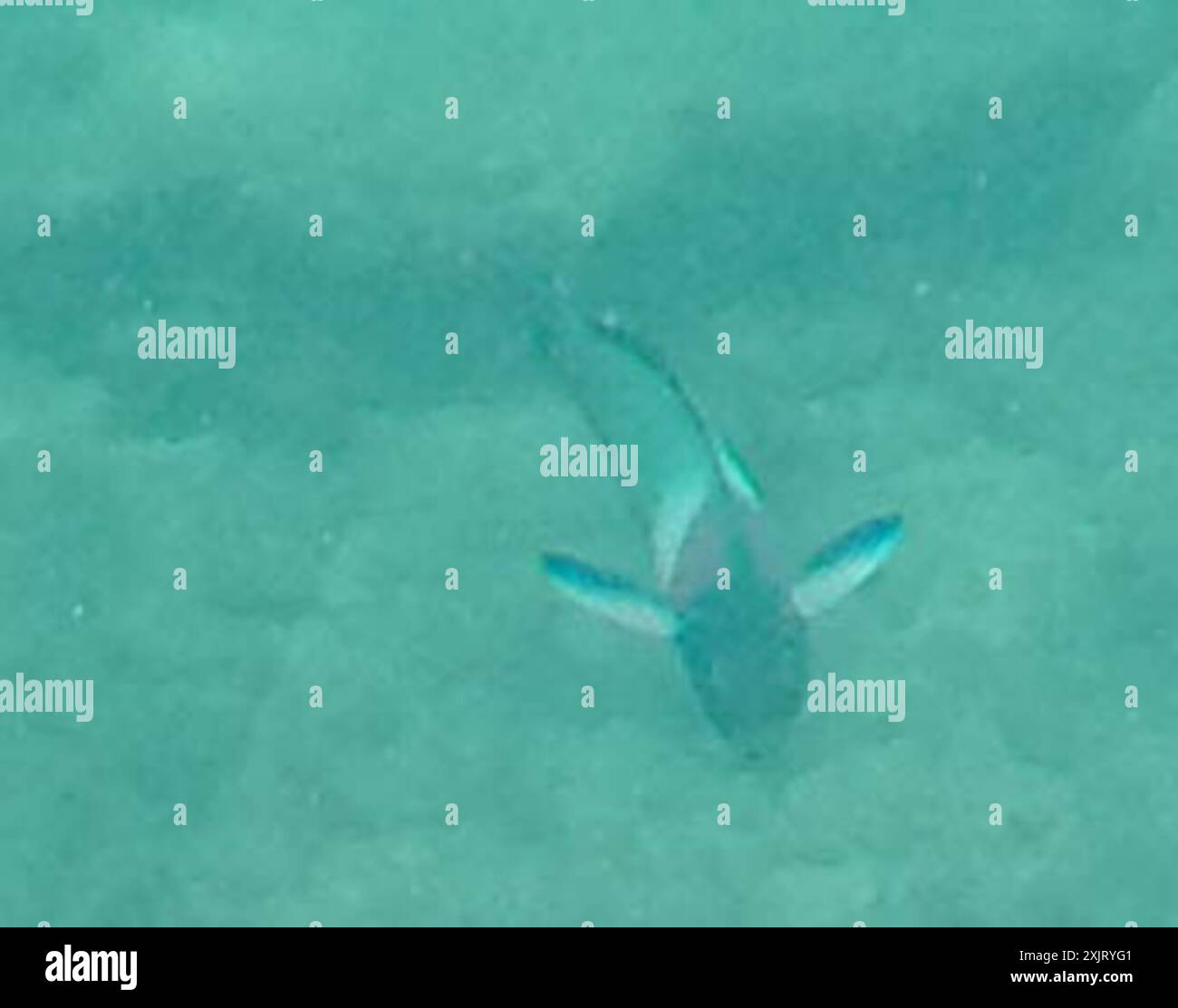 Sella Wrasse (Thalassoma duperrey) Actinopterygii Foto Stock