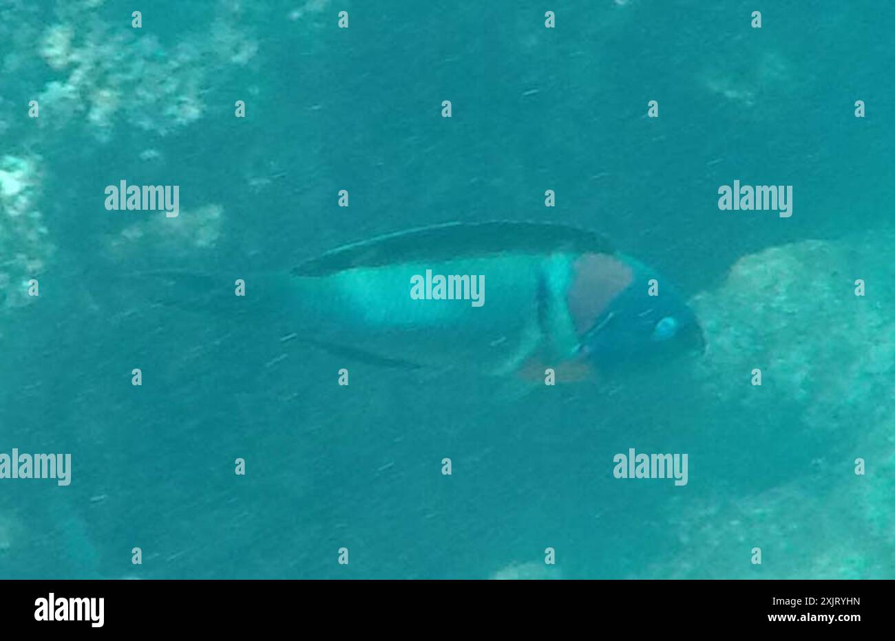 Sella Wrasse (Thalassoma duperrey) Actinopterygii Foto Stock