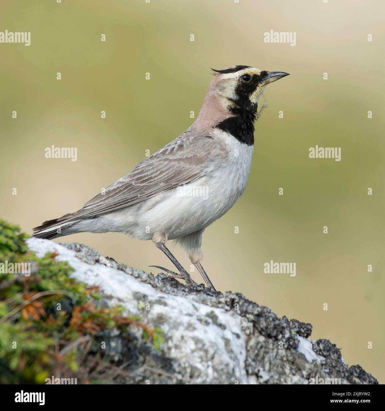 Lark con la corna. Si tratta di una specie dall'aspetto distintivo sul terreno, che spesso si trova nelle montagne sopra la linea degli alberi. Foto Stock