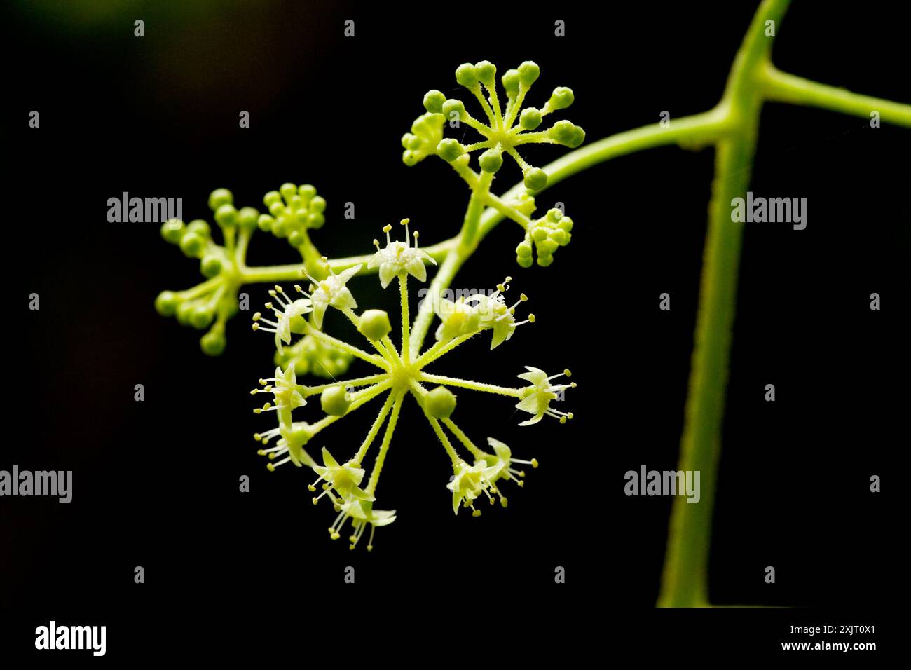 (Aralia bicrenata) Plantae Foto Stock