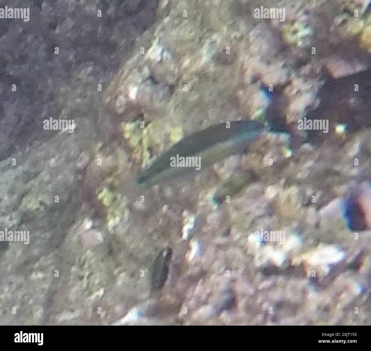 Sella Wrasse (Thalassoma duperrey) Actinopterygii Foto Stock