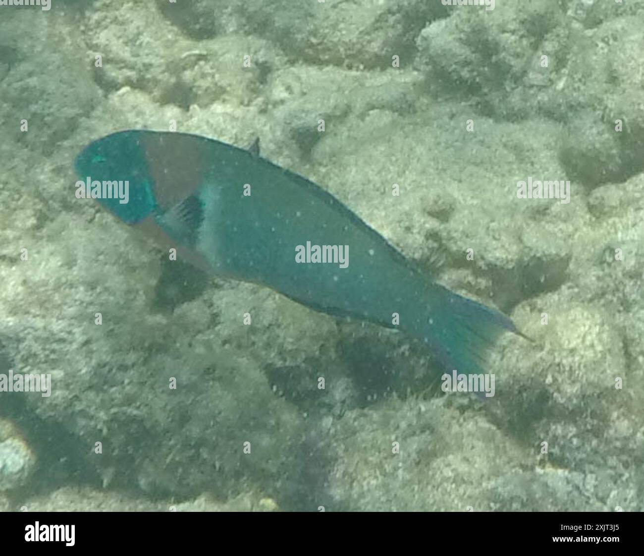 Sella Wrasse (Thalassoma duperrey) Actinopterygii Foto Stock